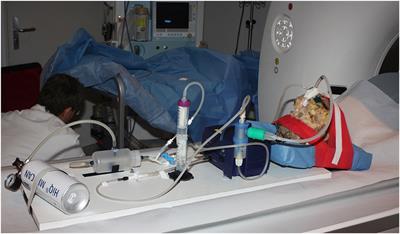 Xenon-Enhanced Dynamic Dual-Energy CT Is Able to Quantify Sinus Ventilation Using Laminar and Pulsating Air-/Gas Flow Before and After Surgery: A Pilot Study in a Cadaver Model